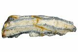 Mammoth Molar Slice With Case - South Carolina #335366-1
